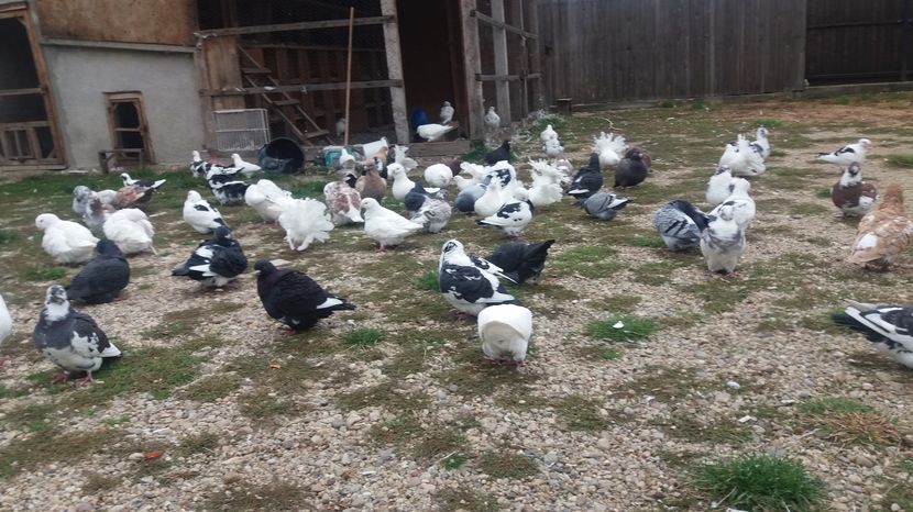  - Porumbeii mei la baie