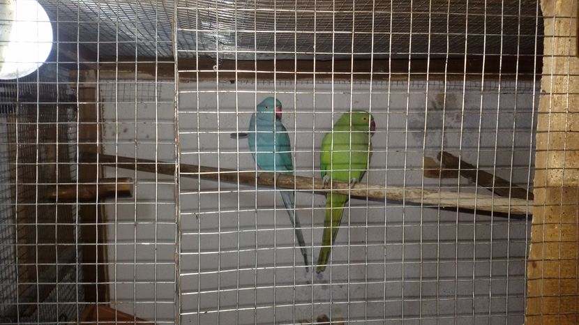  - PAPAGAL MICUL ALEXANDER