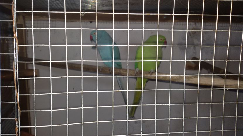  - PAPAGAL MICUL ALEXANDER