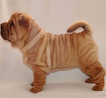 Shar-Pei-401x372 - Animale in lume