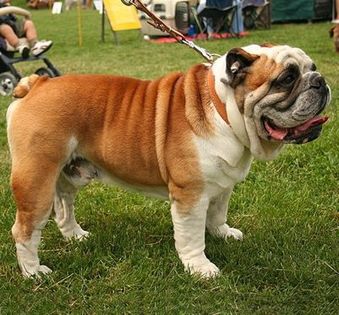 Bulldog-401x372 - Animale in lume