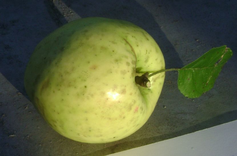 Marul Nr1 1; Marul Nr1
