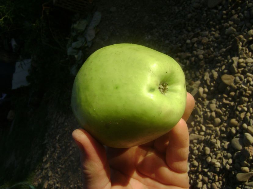 Marul Nr1 8; Marul Nr1
