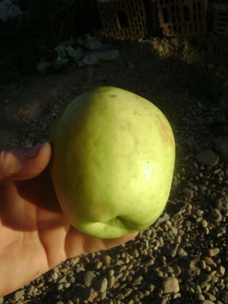 Marul Nr1 9; Marul Nr1
