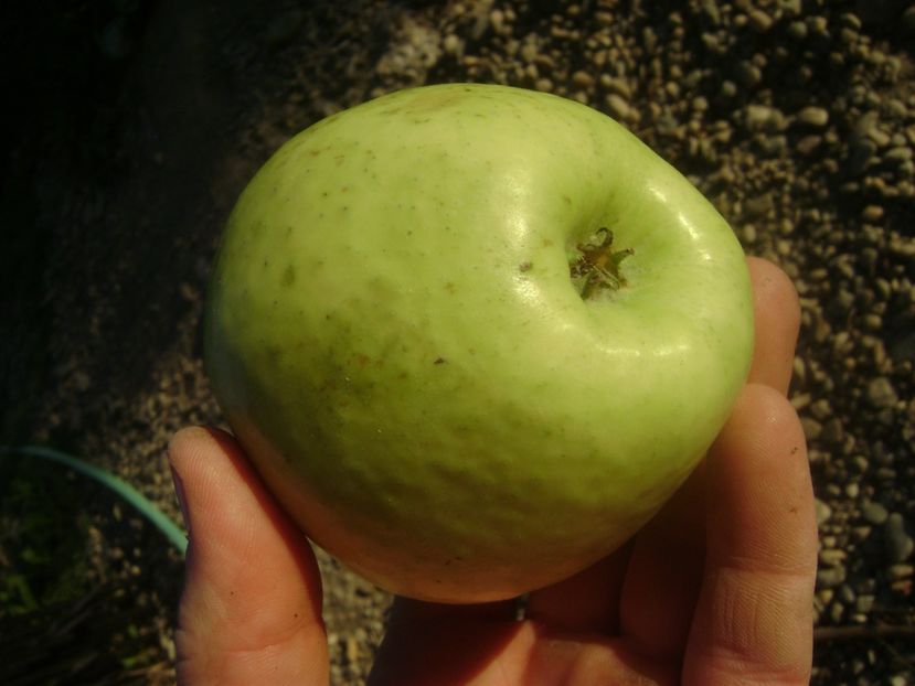 Marul Nr1 13; Marul Nr1
