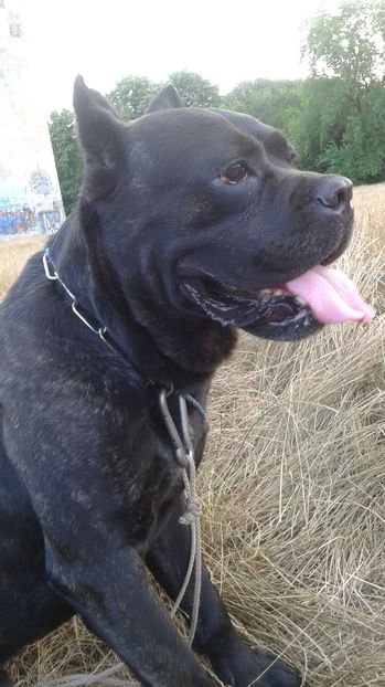 minisor - cane-corso mascul monta