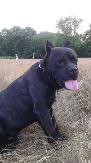 miny - cane-corso mascul monta