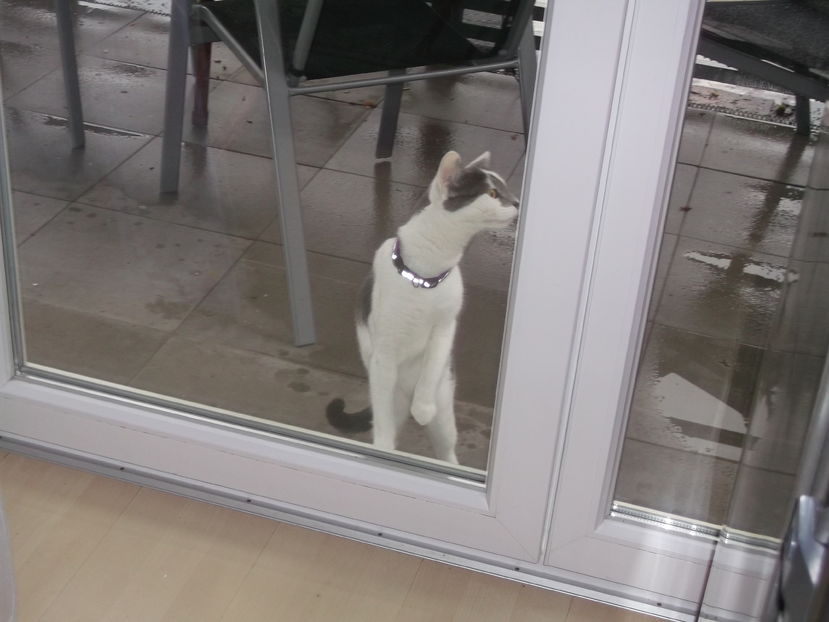 nici Zuluf nu prefera ploaia...;))