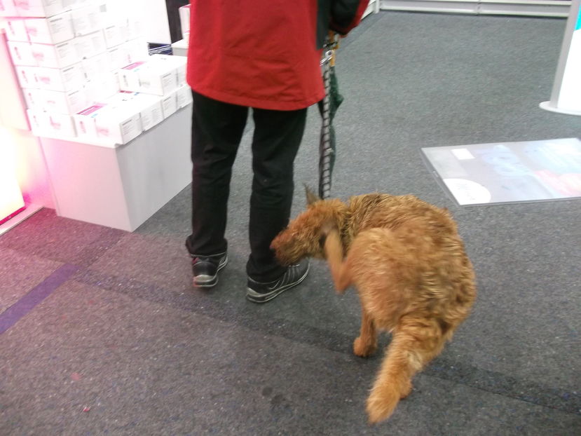 cainii insotesc stapanii si in magazin