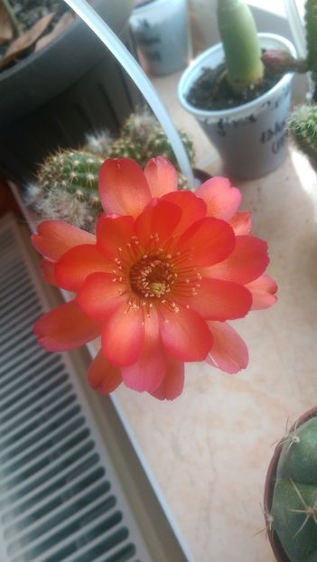 IMAG3387
