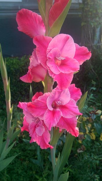 IMAG4180 - Gladiole