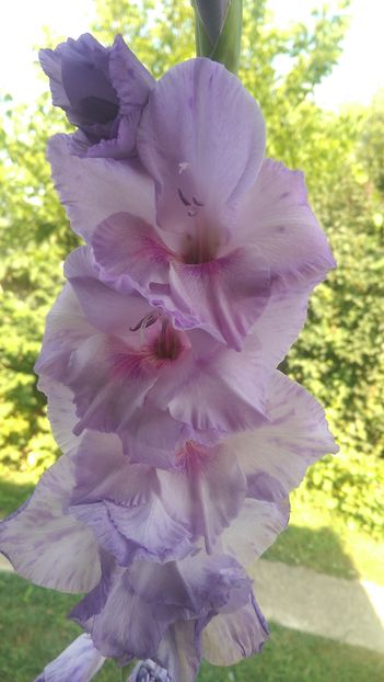 IMAG4128 - Gladiole