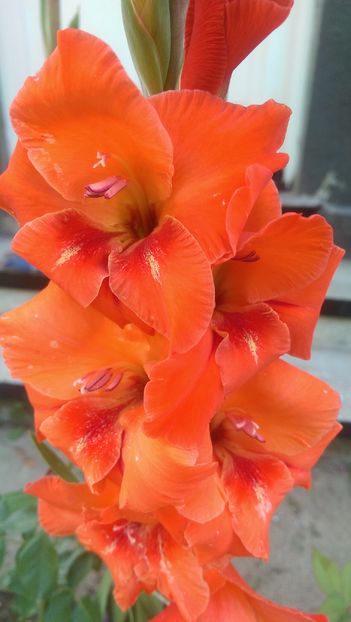 IMAG4126 - Gladiole