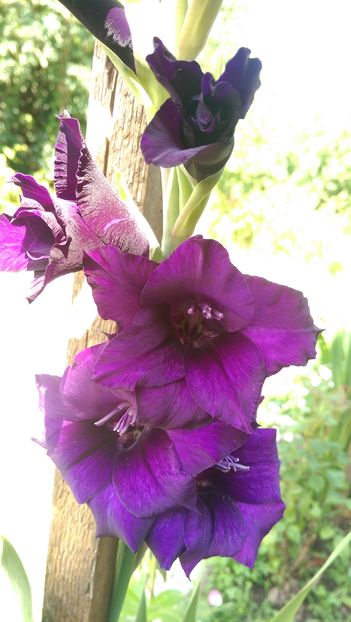 IMAG3947 - Gladiole