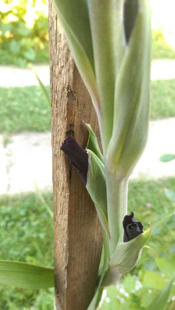 IMAG3931 - Gladiole