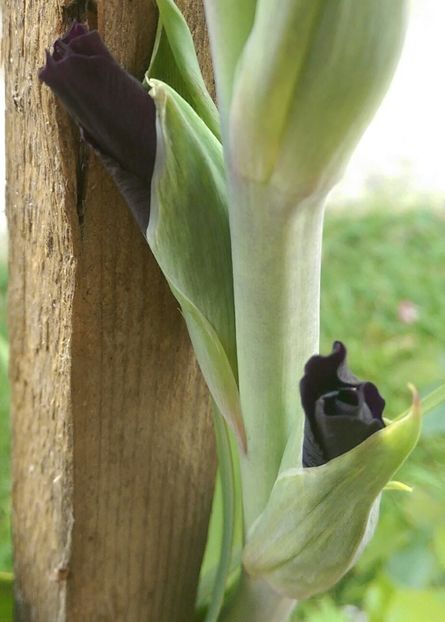 IMAG3931_1 - Gladiole