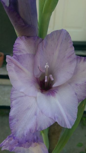 IMAG3930 - Gladiole