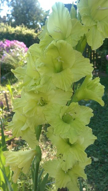 IMAG3926 - Gladiole