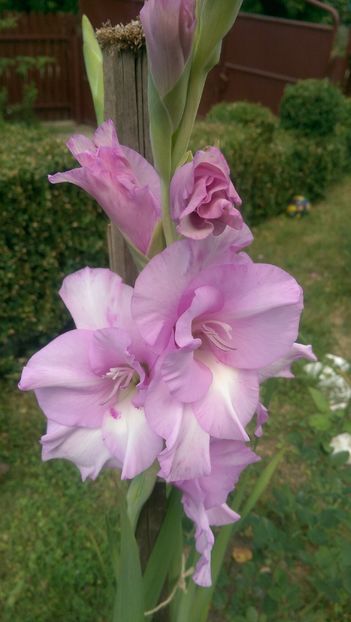 IMAG3908 - Gladiole