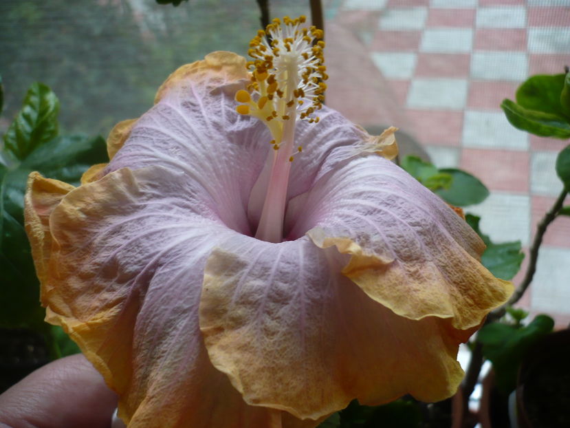 P1300370 - HIBISCUSI 2016-7