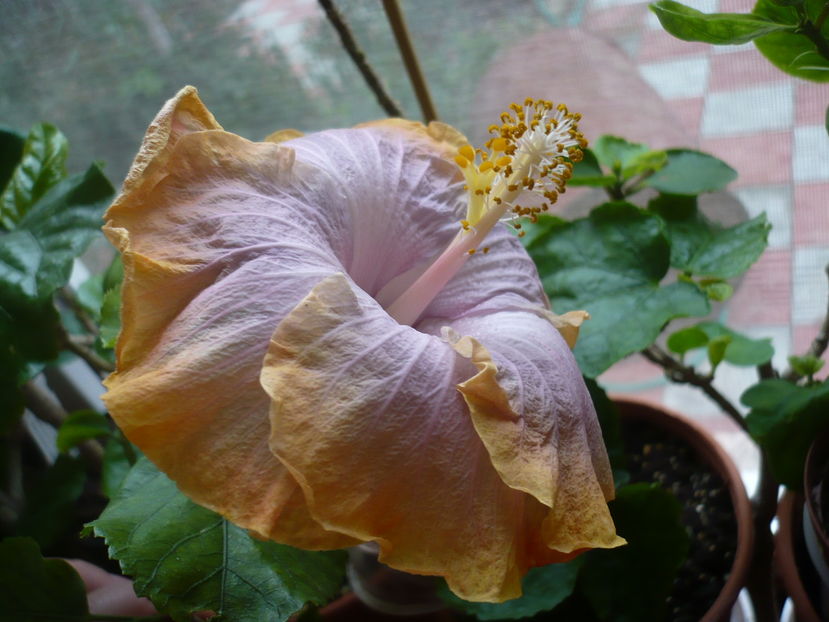 P1300371 - HIBISCUSI 2016-7