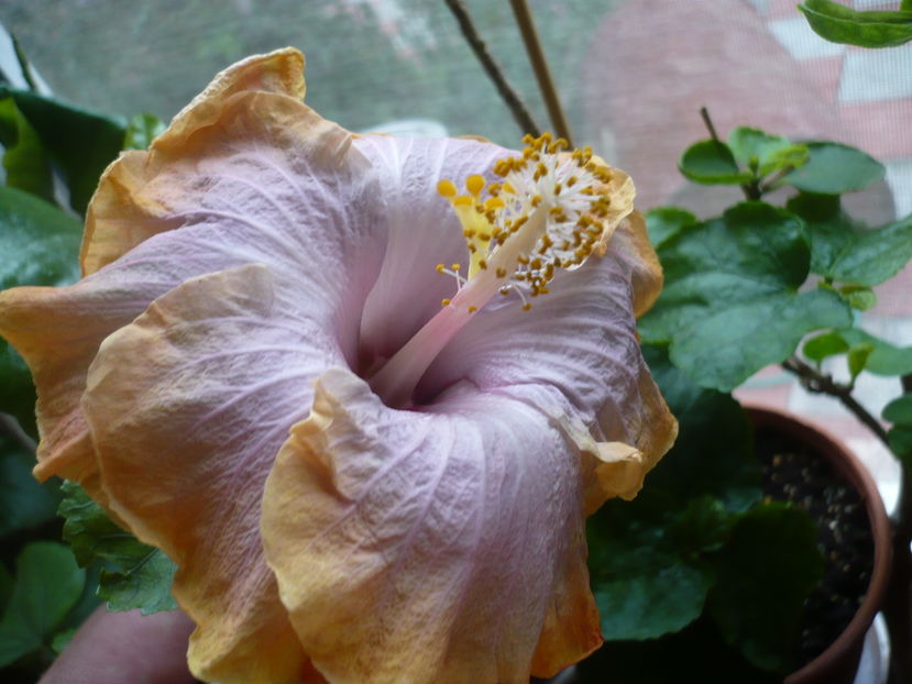 P1300372 - HIBISCUSI 2016-7