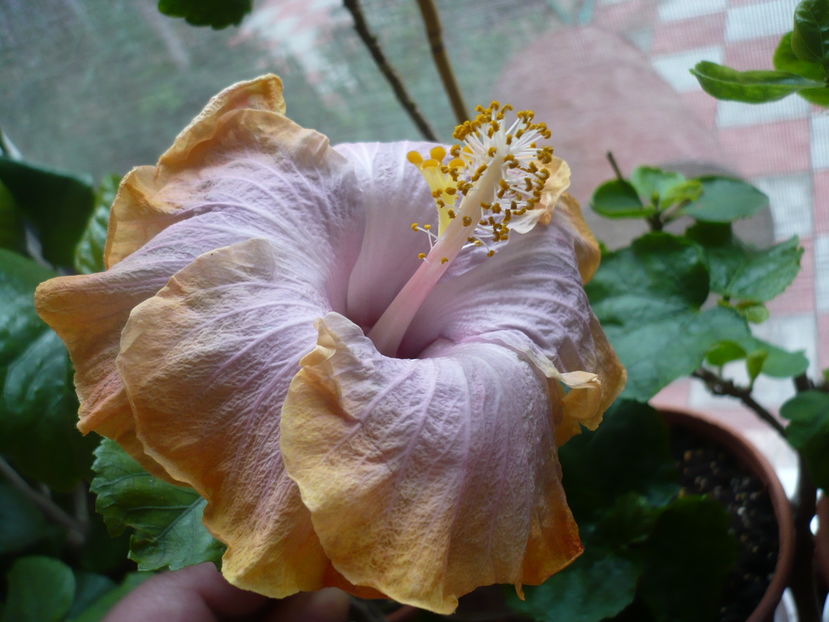 P1300374 - HIBISCUSI 2016-7