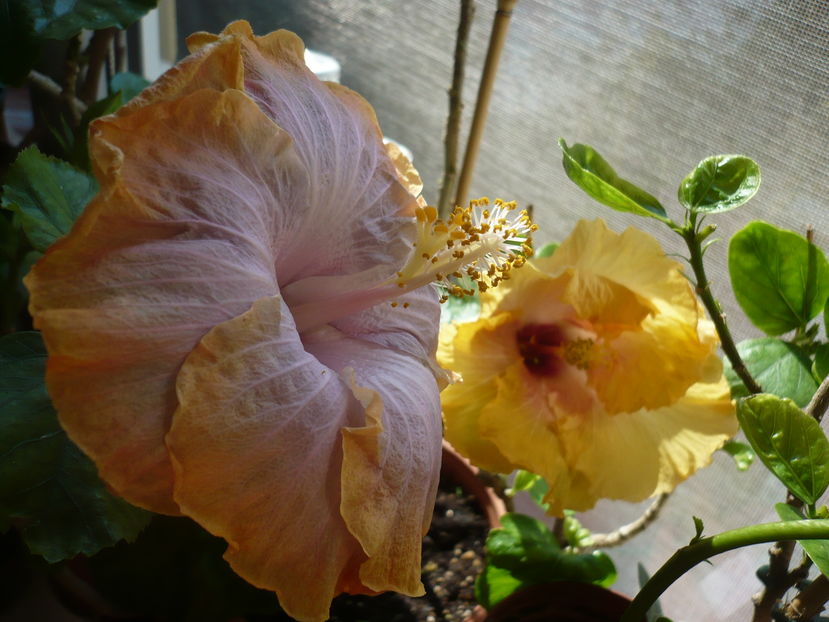 P1300375 - HIBISCUSI 2016-7