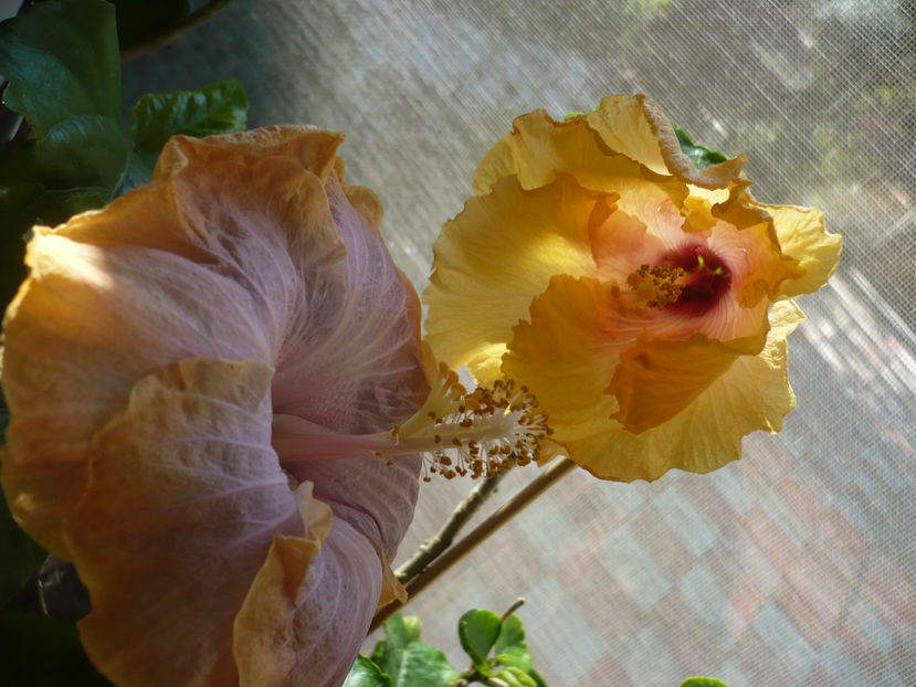 P1300376 - HIBISCUSI 2016-7