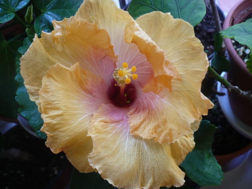 P1300377 - HIBISCUSI 2016-7