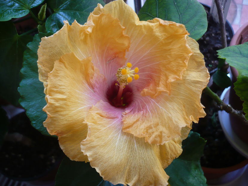 P1300378 - HIBISCUSI 2016-7