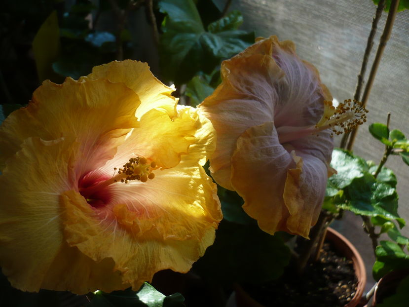 P1300379 - HIBISCUSI 2016-7