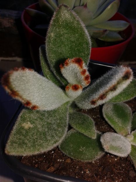 Kalanchoe tomentosa