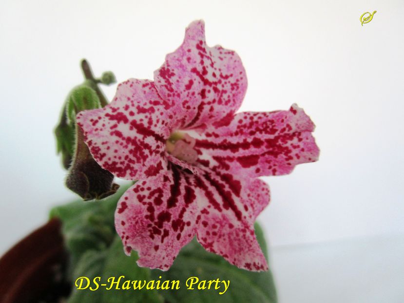 DS-Hawaian Party (9-x-2016) - Streptocarpusi 2016