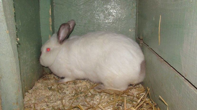 1 - Arhivă-Californieni