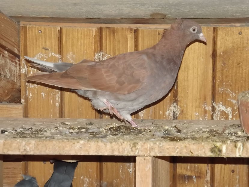  - Zburatori de Beograd