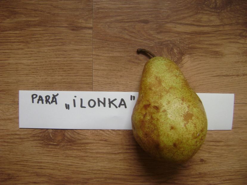 Para Ilonka; Para Ilonka
