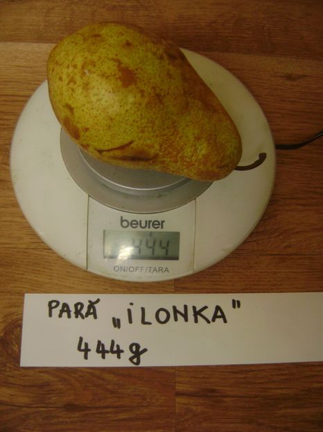 Para Ilonka 4 - Par Ilonka