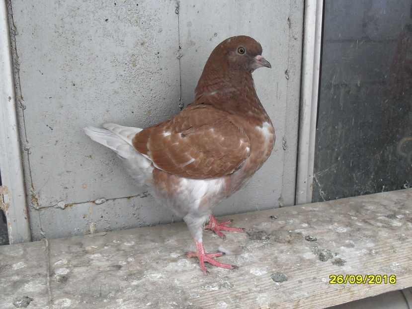 SDC14353 - pasari si porumbei ce detin in prezent
