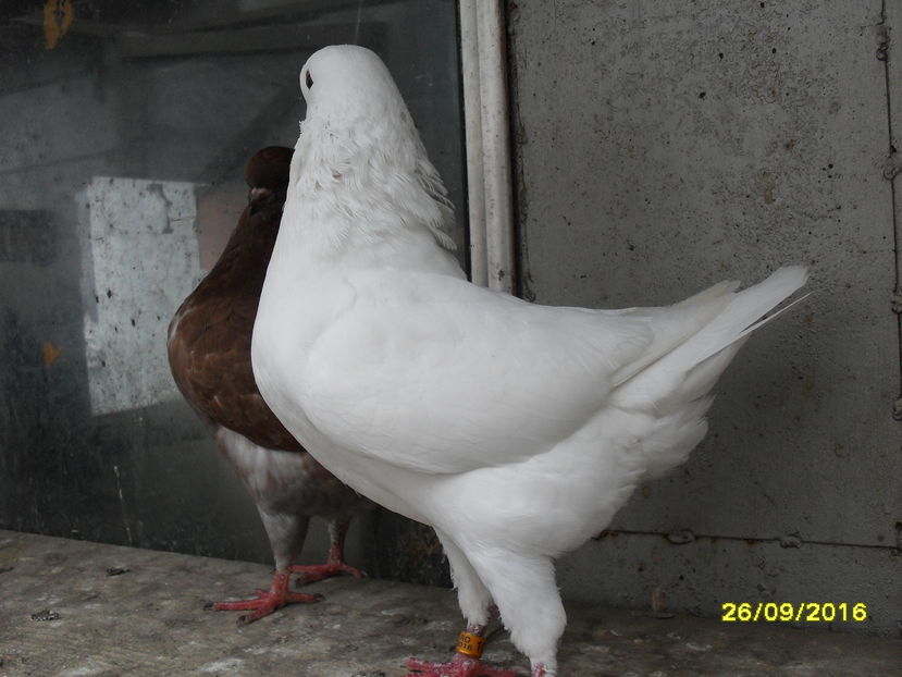 SDC14360 - pasari si porumbei ce detin in prezent
