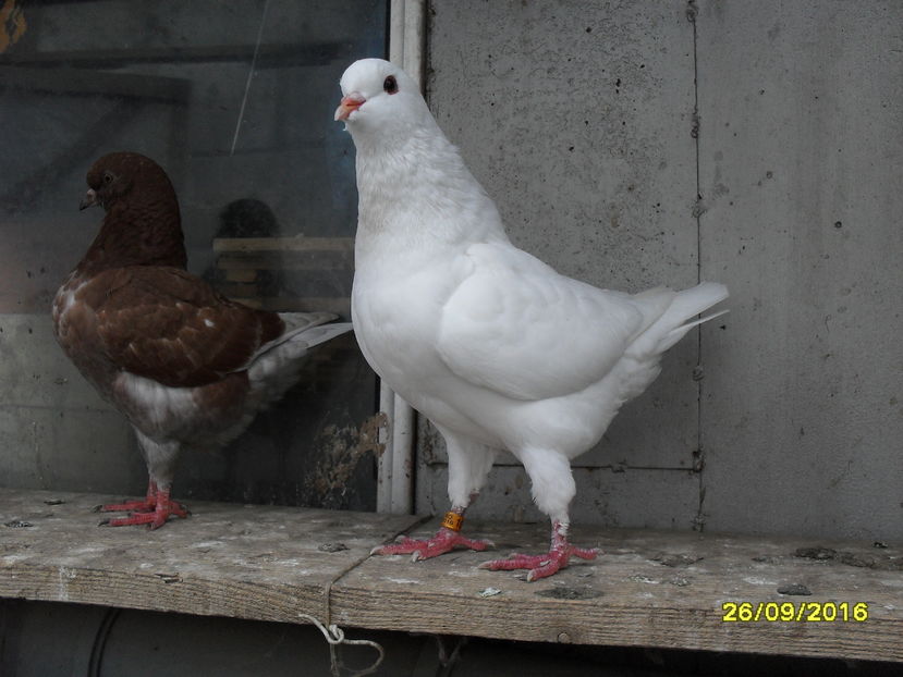 pui vanduti - pasari si porumbei ce detin in prezent