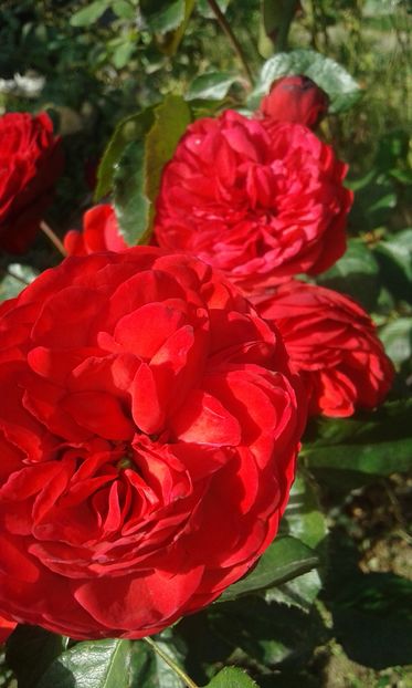  - INCEPUT DE OCTOMBRIE IN GRADINA NOASTRA