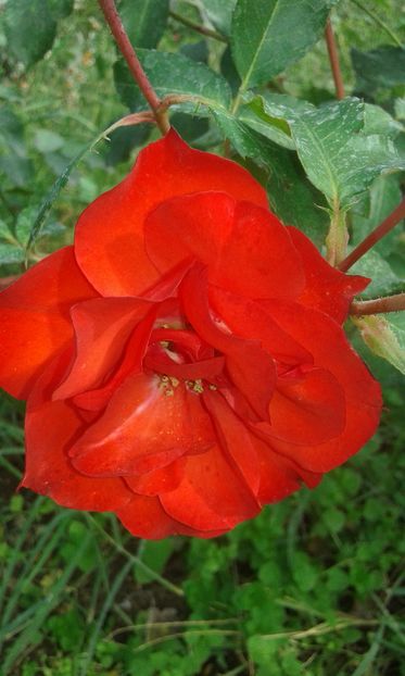  - INCEPUT DE OCTOMBRIE IN GRADINA NOASTRA