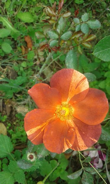  - INCEPUT DE OCTOMBRIE IN GRADINA NOASTRA