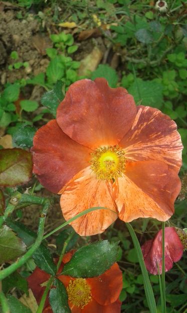  - INCEPUT DE OCTOMBRIE IN GRADINA NOASTRA