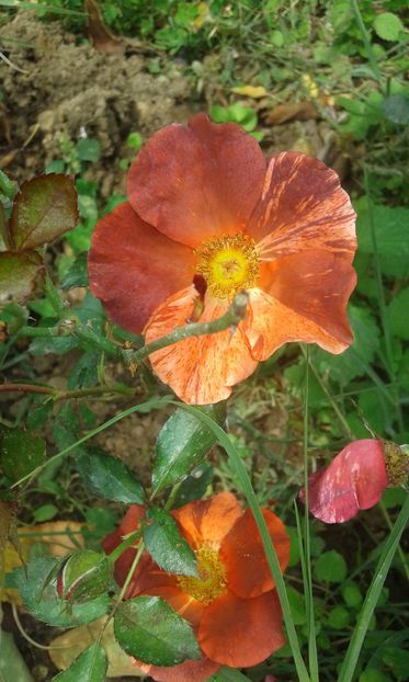  - INCEPUT DE OCTOMBRIE IN GRADINA NOASTRA