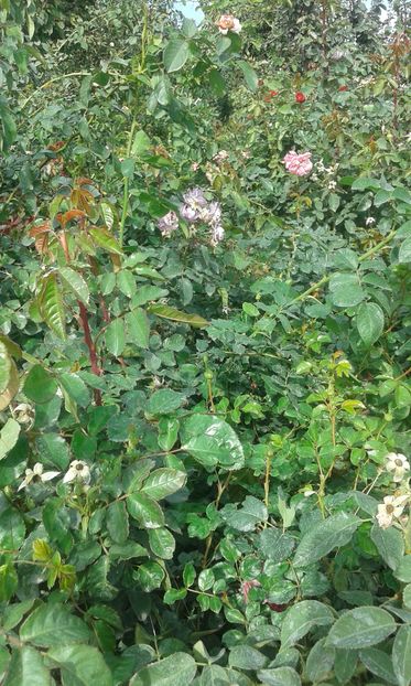  - INCEPUT DE OCTOMBRIE IN GRADINA NOASTRA