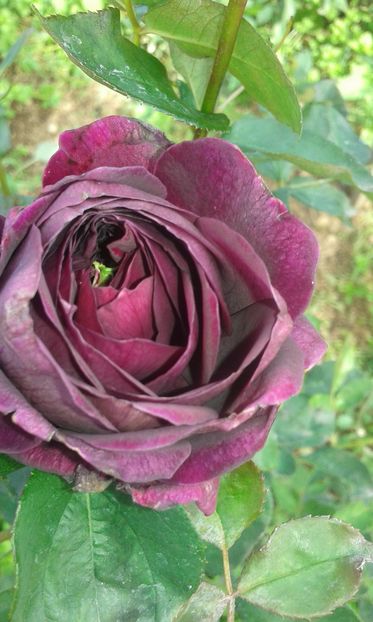  - INCEPUT DE OCTOMBRIE IN GRADINA NOASTRA