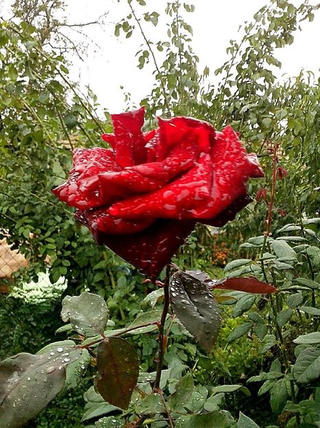 14589594_1044982332314927_1492632945607412935_o - 0 TRANDAFIRI 2016