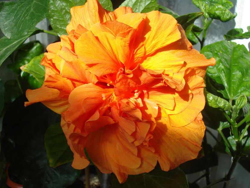  - Hibiscus Panorama